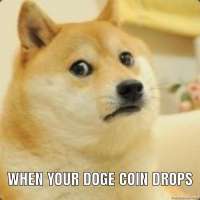 Profile picture for user doge