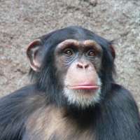 Profile picture for user KSC_Monkey